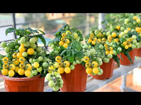 Видео: Вырастить высокоурожайные томаты несложно, легко, да и плодов много