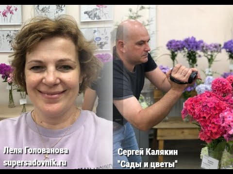 Видео: "Мир флоксов 2022": Победитель Сталкер и другие сорта, снятые с разных камер