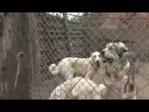 Видео: Питомник Димы Беседина