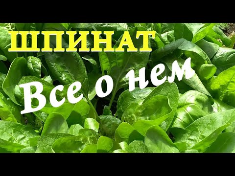Видео: Шпинат: выращивание, заготовка, хранение, заморозка, полезные советы