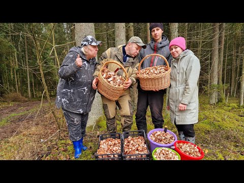 Видео: Дикая охота на опята.