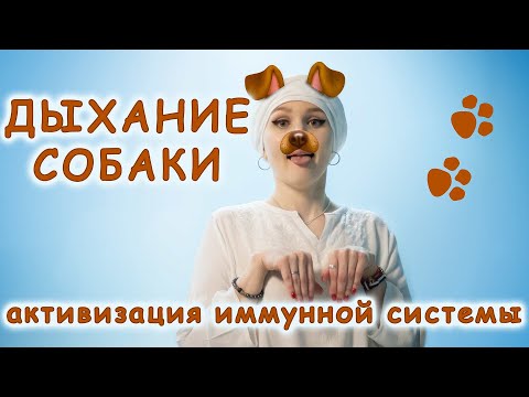 Видео: Дыхание собаки для активизации иммунной системы
