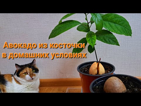 Видео: Авокадо из косточки. Как вырастить авокадо в домашних условиях.