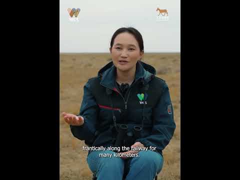 Видео: Бид яагаад хуланг хамгаалах ёстой вэ?