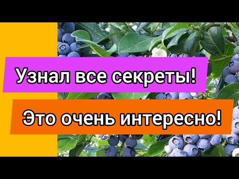 Видео: Чудо ягода! ГОЛУБИКА В СИБИРИ!