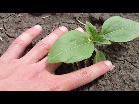 Видео: Опрыскивание подсолнечника LG 59580 грандстаром!