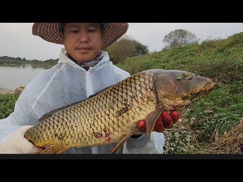Видео: Осенняя охота с рогаткой на сазана
