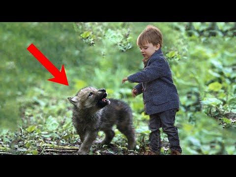 Видео: Срывая голос, маленький хищник взывал о спасении, надежда осталась только на него