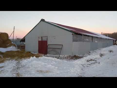 Видео: Миллион на свиньях. Снижение издержек. Ангар для свиней.