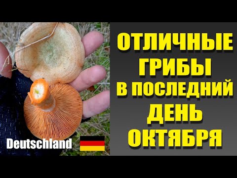 Видео: Рыжики, дубовики, галерины и другие грибы Германии в последний день октября