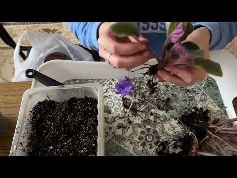 Видео: Спасаем «бабушкину» фиалку. #фиалки #сенполии