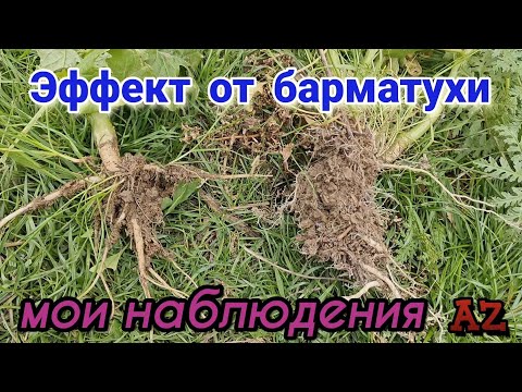 Видео: Эффект от барматухи. Мои наблюдения. 30.11.2024