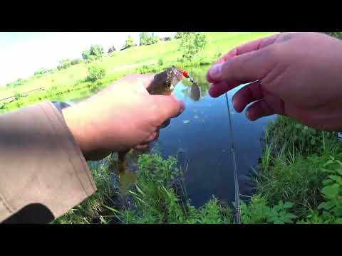 Видео: Рыбалка в Тульской области на р.Осетр и р.Красивая Меча 08.06.2024.