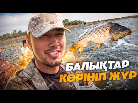 Видео: БАЛЫҚТАР КӨРІНІП ЖҮР😱 ҚАРМАҚҚА ДАМЫЛ ЖОҚ!