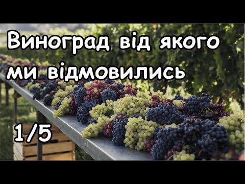 Видео: Виноград від якого ми відмовились 1/5
