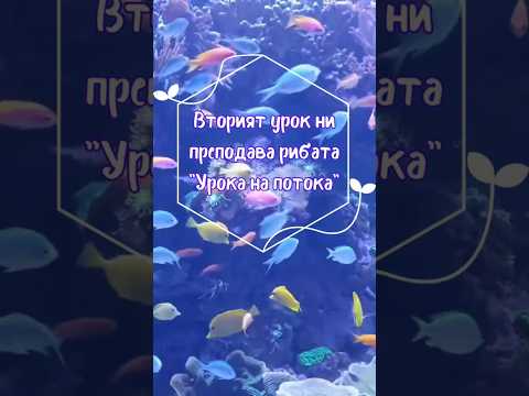 Видео: Позитивни уроци по успех от природата: Втори урок, поднесен от рибата "Урока на потока"