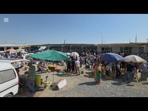 Видео: Самарканд қуш бозори 20.07.2025 йил #uzbekistan # youtubeshorts #shorts #short #shortvideo#samarqand
