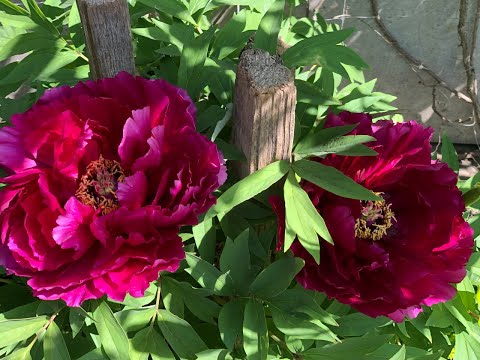 Видео: 🥀🌺Прогулка по майскому саду с красивенными цветами! Цветут Древовидные пионы, каликантус, глициния🌺🥀