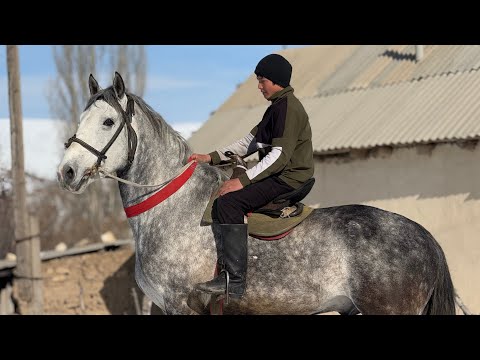Видео: АТ АТ ЭКЕНГО УЛАГЫ ҮЙҮРҮ ТААМАЙ 🤯 #байтв