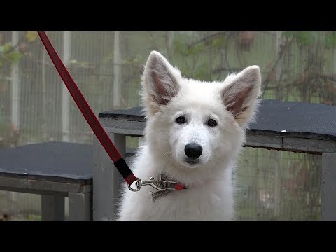 Видео: ДТ-88. Консультация с белой швейцарской овчаркой.