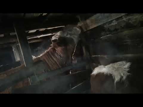 Видео: Откорм бычков. Вечернее кормление.