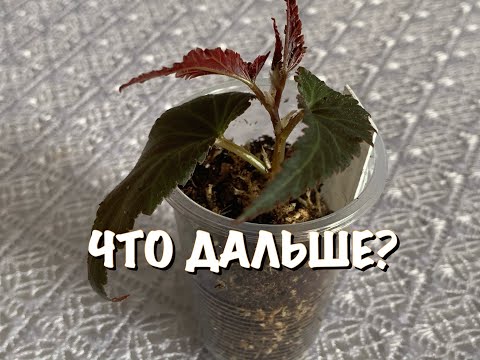 Видео: СПОСОБ ЧЕРЕНКОВАНИЯ в СФАГНУМЕ/ЧТО ДЕЛАТЬ ДАЛЬШЕ/как вырастить черенок, особенности