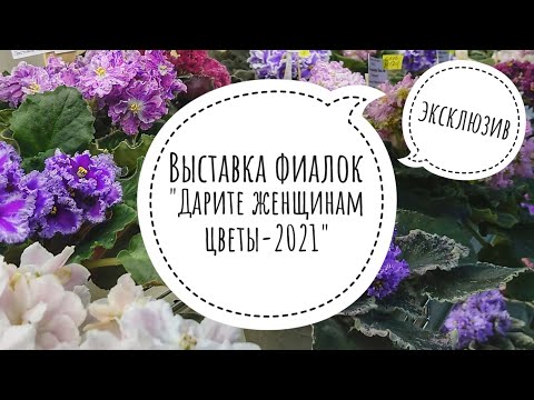 Видео: Выставка фиалок "Дарите женщинам цветы-2021". Презентация московских коллекционеров в Доме Фиалки.