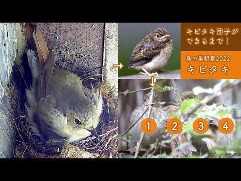 Видео: Симпатичные цыпочки Каваи 5 !! От инкубации до оперения японской мухоловки-нарцисса! (2022)