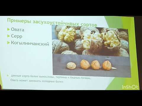 Видео: ЮгАгро 2023. Потери на старте ореховых садов.