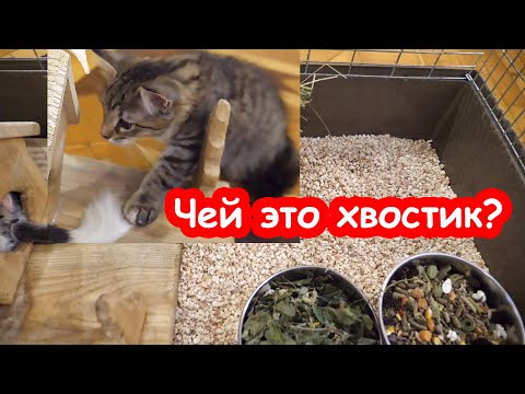 Видео: Уборка у шиншилл. Вредные котята