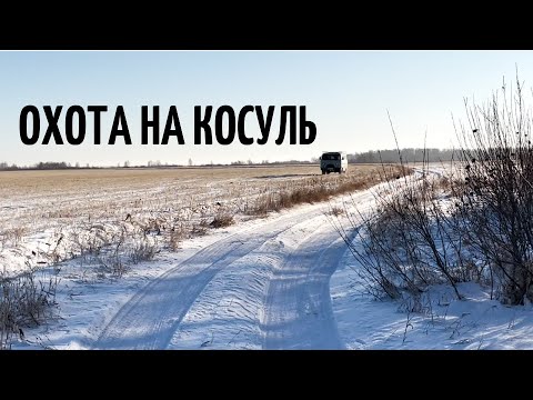 Видео: Охота на косуль