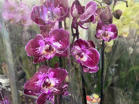 Видео: "ФЛОРА ГРУПП" НОВЫЙ ЗАВОЗ🌹🌺🌼🛒😍