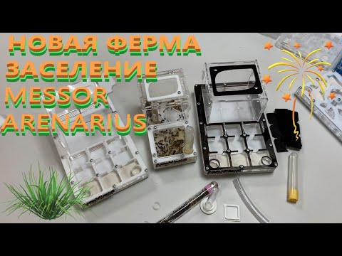 Видео: НОВАЯ МУРАВЬИНАЯ ФЕРМА I ЗАСЕЛЕНИЕ MESSOR ARENARIUS