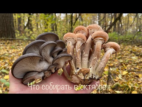 Видео: Осенние грибы.Вешенки и опята в лесу.