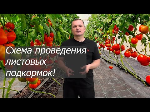 Видео: Схема листовых подкормок Плантафолом- от "А" до "Я"