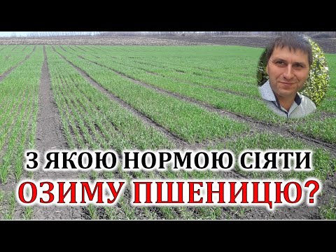 Видео: З якою нормою сіяти пшеницю?