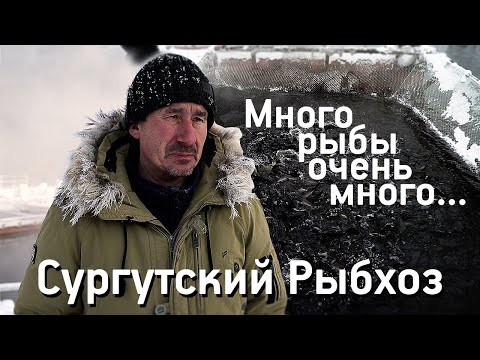 Видео: Какую рыбу выращивают в Сургуте? Сургутский рыбхоз.