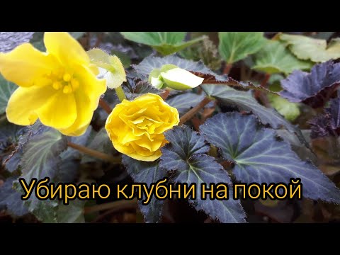 Видео: Бегонии окончательно уснули! Но не все....🤔