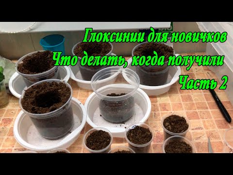 Видео: Глоксинии новичкам. Что делать. Первые действия. Часть 2
