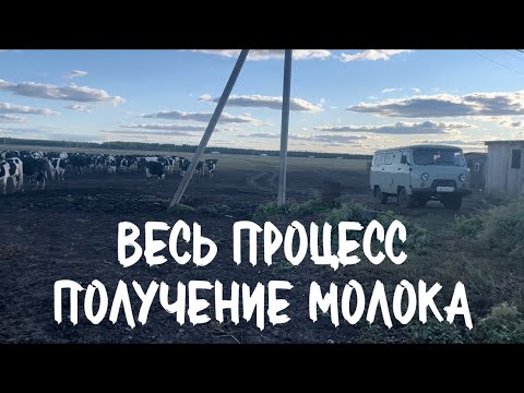 Видео: Все о ферме. Работаю на УАЗ буханке. Развожу доярок. Раздача кормов 