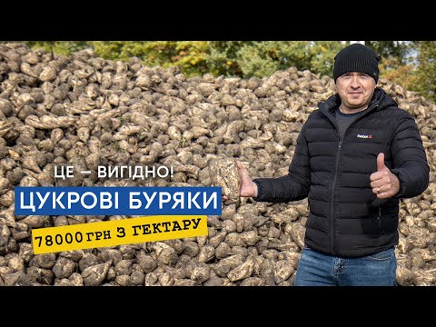 Видео: Цукровий буряк єдина культура на якій точно можна гарно заробити!  Вигідна ціна ще на пару сезонів