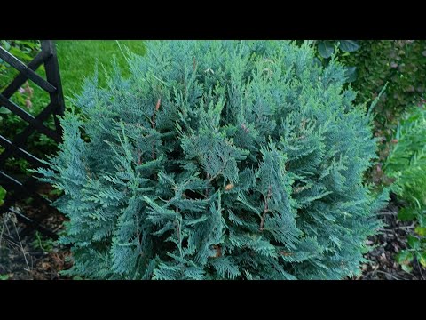 Видео: Кипарисовики в садах. Огляд сортів.