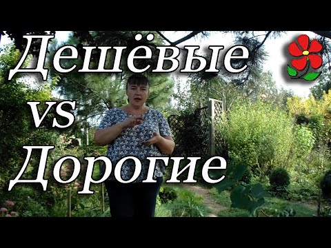 Видео: Дорогие или дешёвые саженцы? Плюсы и минусы, тысяча нюансов!