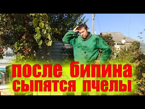 Видео: После обработки бипином сыпятся пчелы, что делать? Амитраз от варроатоза и акарапидоза. Акарапидоз