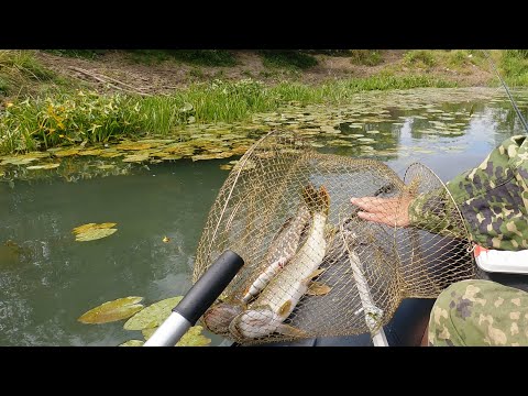 Видео: Рыбалка на реке Пьяне