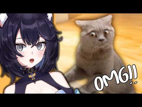 Видео: Реакция Vtuber на лучшие видео с кошками десятилетия