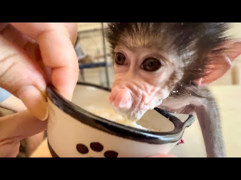 Видео: Степашка научился САМ КУШАТЬ, но папа Влад должен быть рядом, так удобно об него ВЫТИРАТЬ МОСЬКУ)))