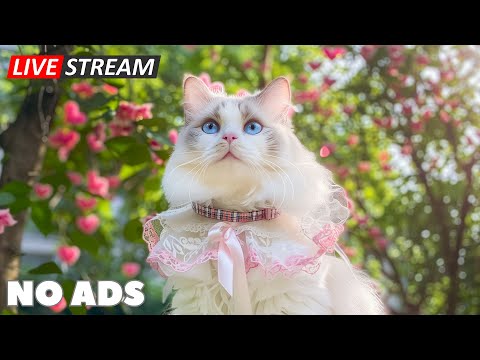 Видео: 12 часов исцеляющей кошачьей музыки 🎶 Успокаивающие звуки, которые помогут вашей кошке чувствоват...