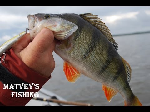 Видео: Ловля окуня на Рыбинском водохранилище.