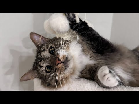 Видео: у меня есть кот